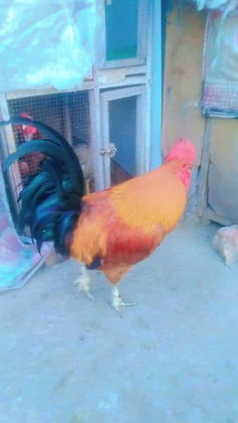 2 cook for sell very active and aseel eggs by hy 150 k ak hy 2