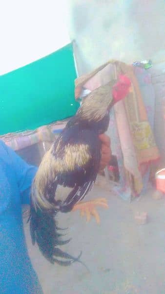 2 cook for sell very active and aseel eggs by hy 150 k ak hy 3