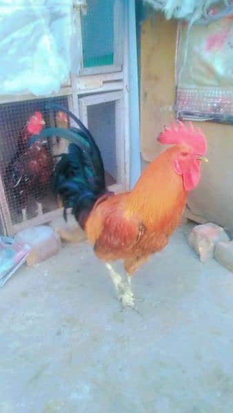 2 cook for sell very active and aseel eggs by hy 150 k ak hy 4