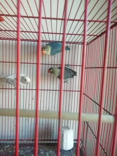 Love birds Breeder pair and phathy for sale