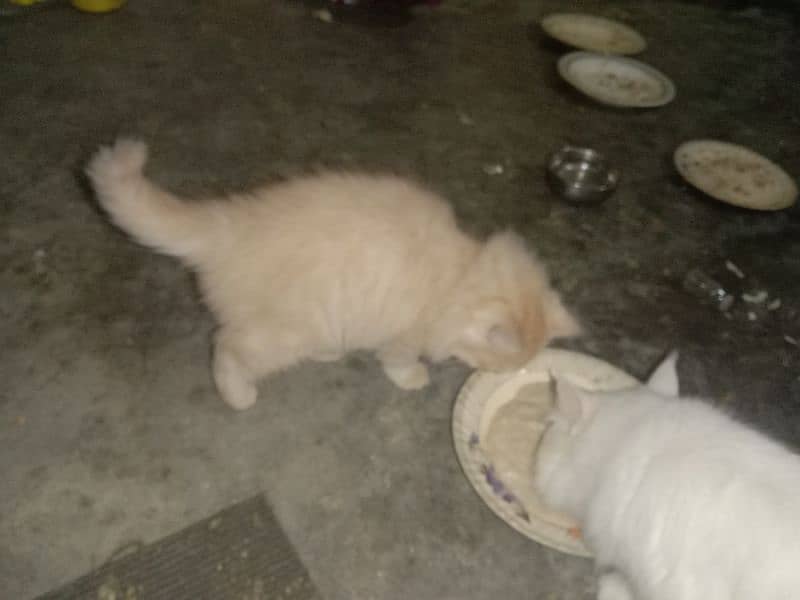 3 cat available for sale each 15000 7