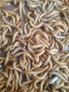 American Mealworms live 0