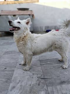 Cute Russian male dog immediate sale - price negotiable
