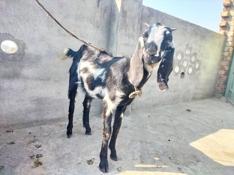 1 Goat for sale - Taddy Goats 03321148377 0