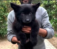 german shepherd black L coat pedigree