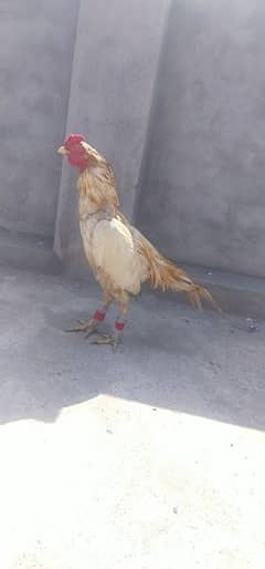 Mianwali aseel high quality bird for sale