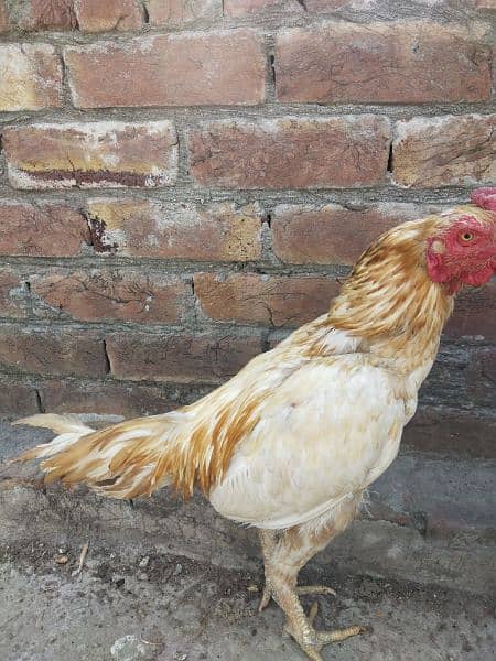 Mianwali aseel high quality bird for sale 1