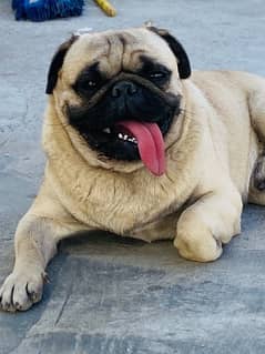 pug male fully vacinated in islmabd friendly n active male