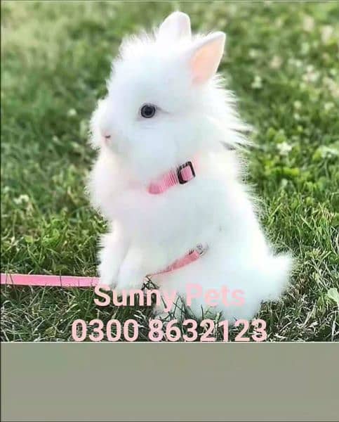 Fancy dwarf Rabbits and bunnies Lionhead, Hotot, Angora, Lovebirds Alb 0