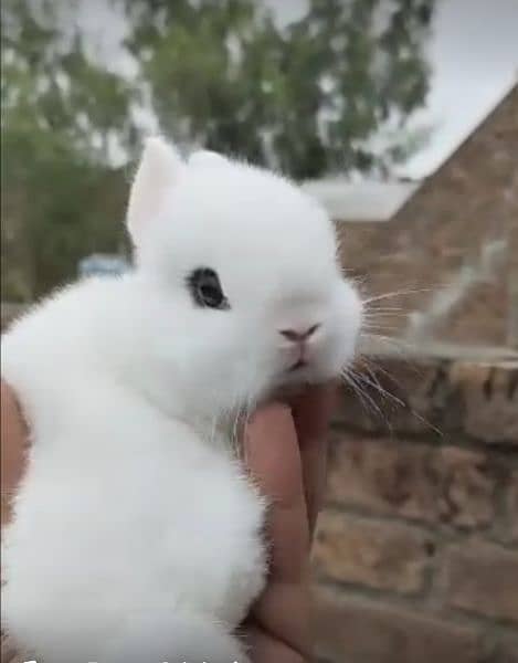 Fancy dwarf Rabbits and bunnies Lionhead, Hotot, Angora, Lovebirds Alb 1