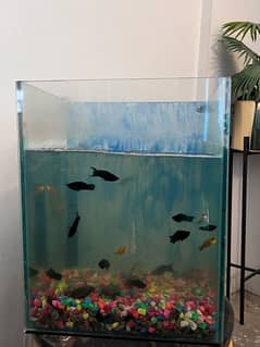 aquarium medium sizw plus 18 fishes