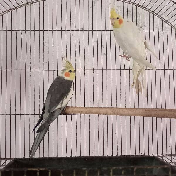 Cocktail males for sale. 0