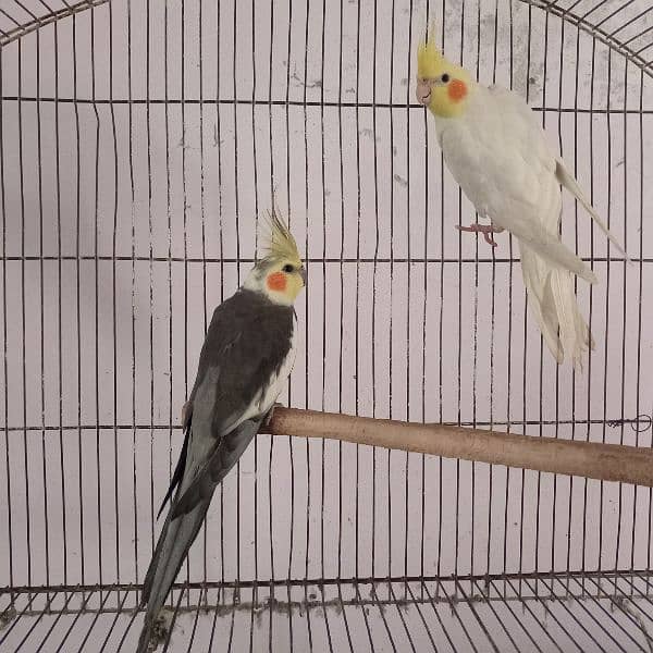 Cocktail males for sale. 1