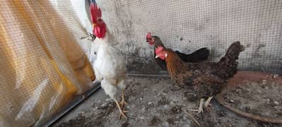 desi egg laying hens with rooster age : 1 year 03008165606 whatsapp