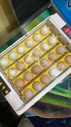shuamo pairs, australorp pairs, Susex, RIR ring bird, eggs & Chicks