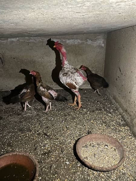 shuamo pairs, australorp pairs, Susex, RIR ring bird, eggs & Chicks 7