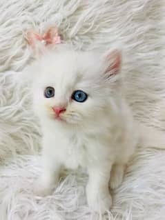 white odd eyes cats 03018041623 whattsapp contact