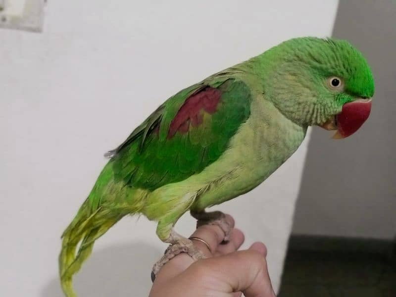 raw parrot for sale 2