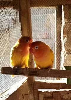 love bird and cocktail pairs read add