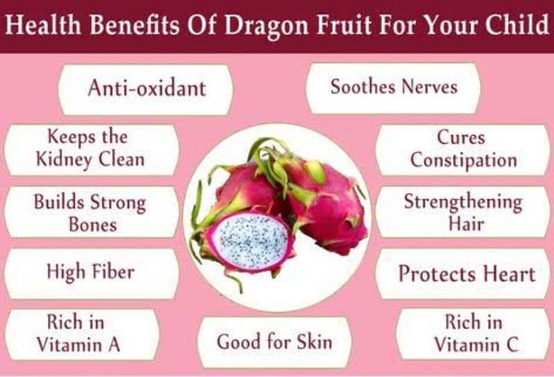 Dragon fruit plants. . 5