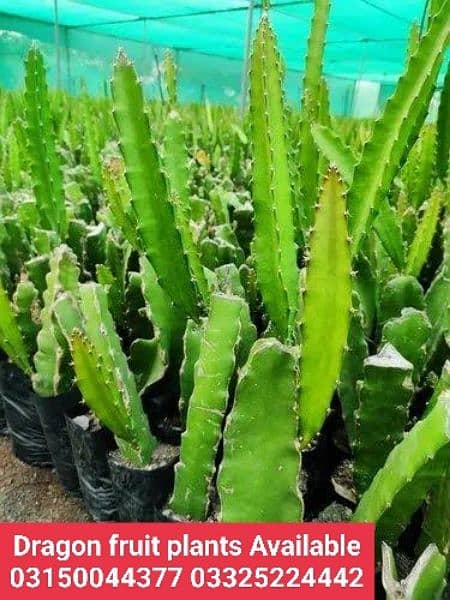 Dragon fruit plants. . 8