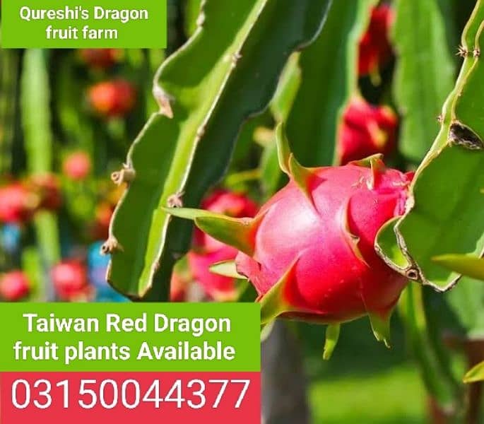 Dragon fruit plants. . 11