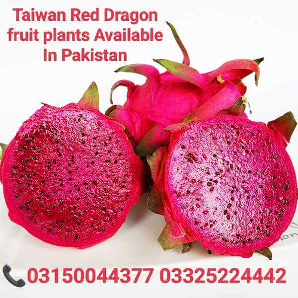 Dragon fruit plants. . 11