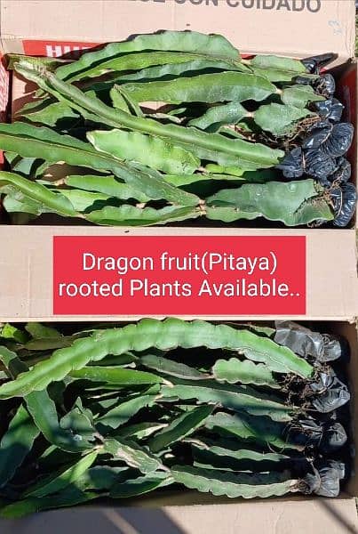 Dragon fruit plants. . 15
