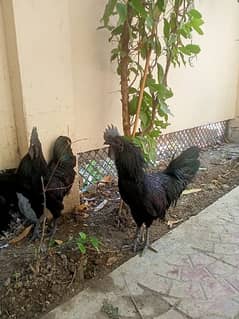 Ayam Cemani Grey Toung  Pair  Breaders Are Available