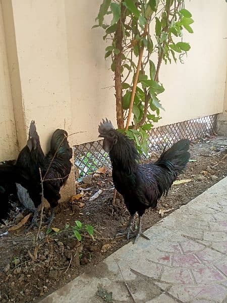 Ayam Cemani Black Toung  Pair  Breaders Are Available 0