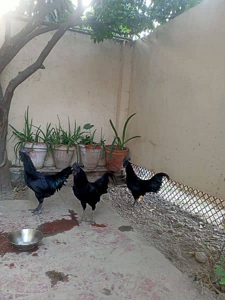 Ayam Cemani Black Toung  Pair  Breaders Are Available 1