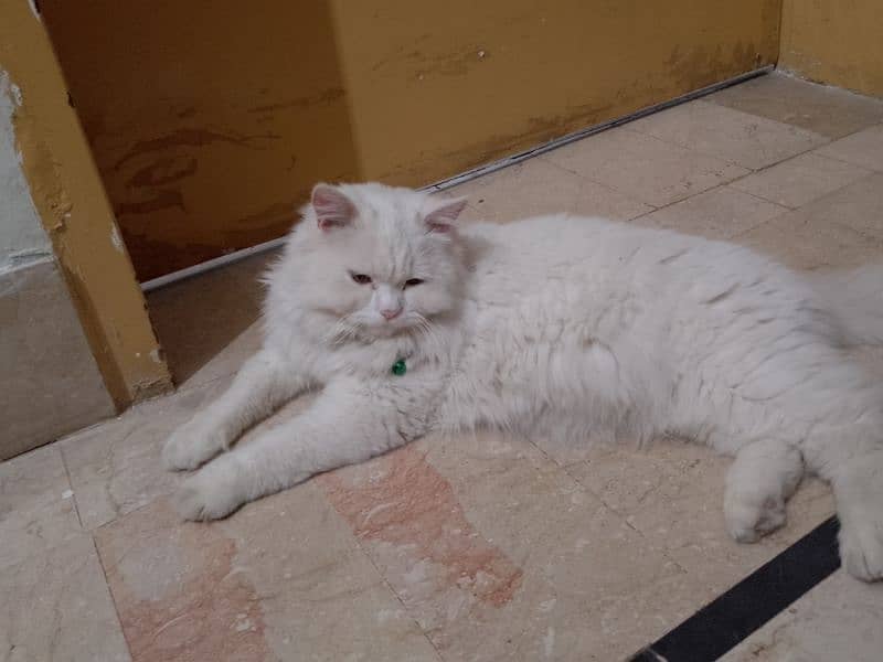 urgent sale triple coat Persian male cat healthy 1