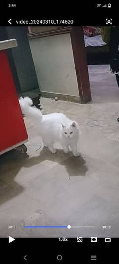 Persian punch face triple Coated paper white cat