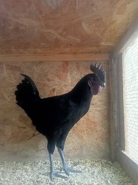Ayam Cemani Black Toung  Pair  Breaders Are Available 2