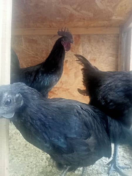 Ayam Cemani Black Toung  Pair  Breaders Are Available 3