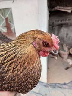 Misri Eggs laying Hen