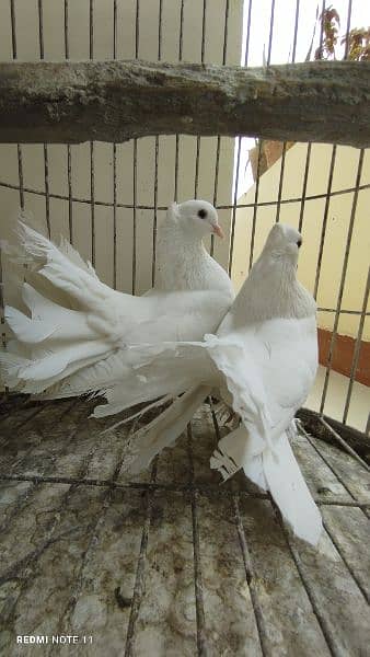 lakha pigeon 4