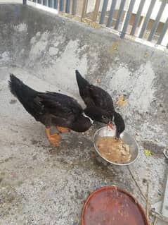 Egg laying DUCKS Pair for Sale