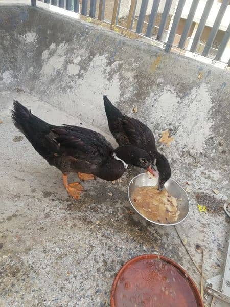 Egg laying DUCKS Pair for Sale 0