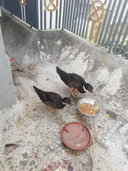 Egg laying DUCKS Pair for Sale 1