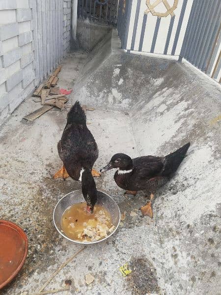 Egg laying DUCKS Pair for Sale 2