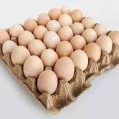 Aseel fertile eggs