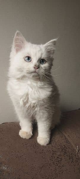 Female Persian Kitten 1
