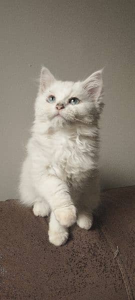 Female Persian Kitten 2
