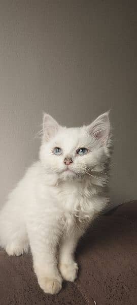 Female Persian Kitten 3