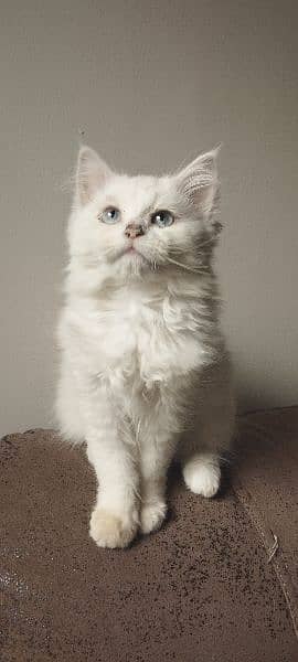 Female Persian Kitten 4