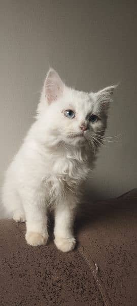 Female Persian Kitten 5