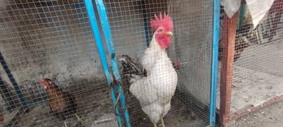 desi egg laying hens with rooster age : 1 year 03008165606 whatsapp 0