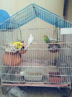 budgies for sale with cage