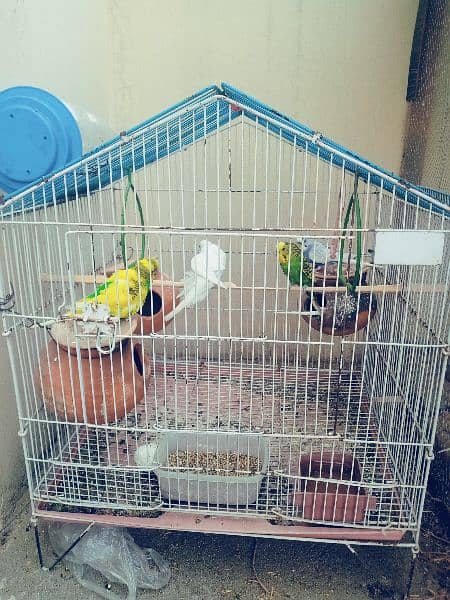 budgies for sale with cage 1